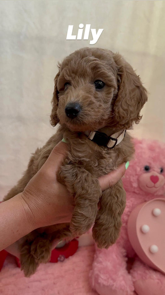 F1BB Mini Goldendoodle Puppy – Deposit to Reserve