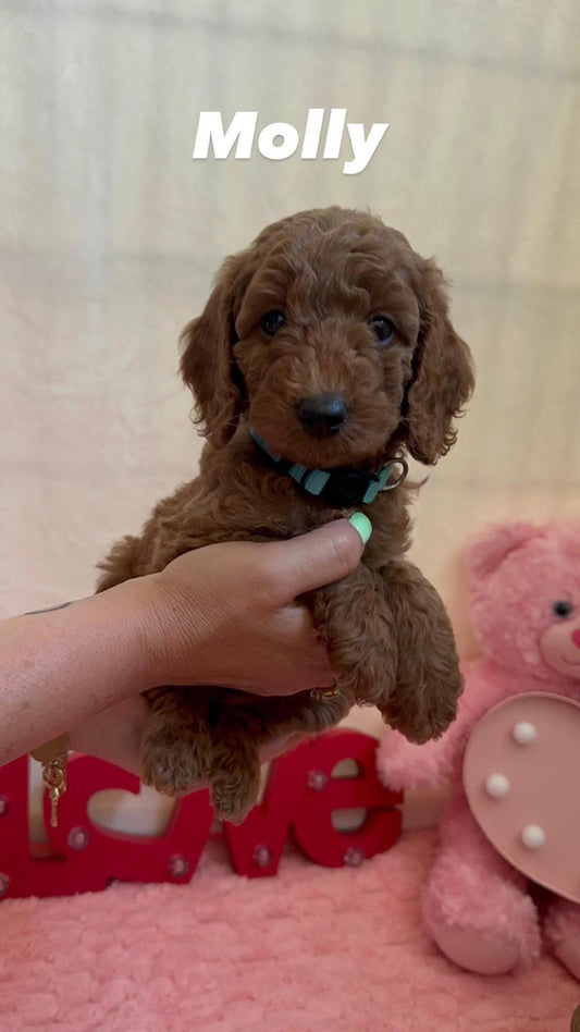 F1BB Mini Goldendoodle Puppy – Deposit to Reserve