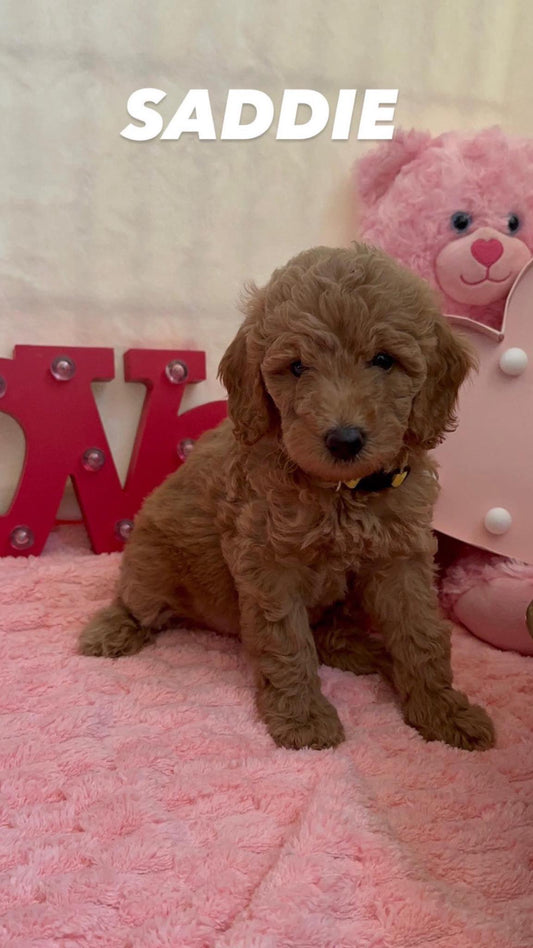 F1BB Mini Goldendoodle Puppy – Deposit to Reserve